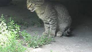 КОТЁНОК "МЯУ" (KITTEN "MEOW") КОТЁНОК "МЯУ" (KITTEN "MEOW")