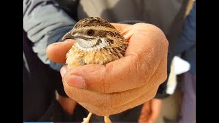 Тошкент қуш бозори: Беданалар-Перепела 28.12.19 Tashkent bird market