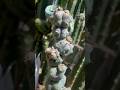 Cactus stacker is a self terminating cactus… any questions? #stacker #myrtillocactus #cactusjeff