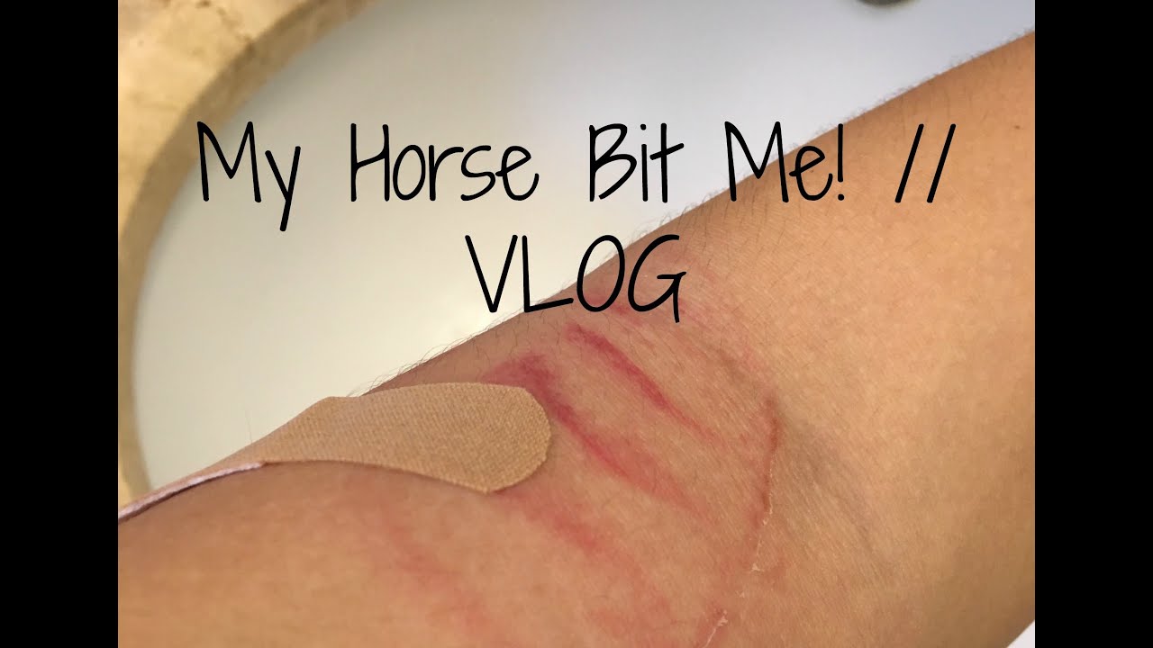 My Horse Bit Me! // Vlog YouTube