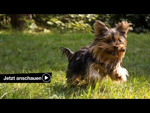 Video: Hund violett: Beschreibung, Foto