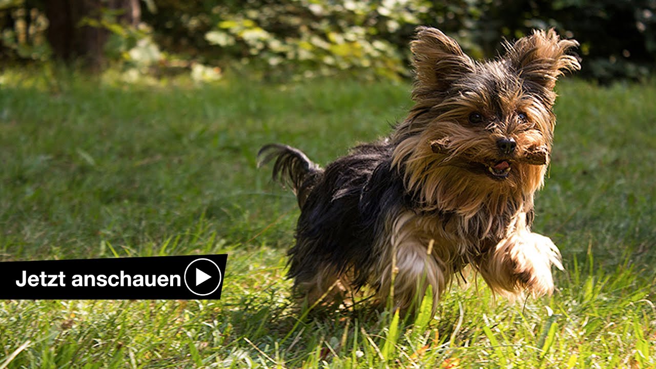 Hunde Beim Rennen Fotografieren Benjamin Jaworskyj Youtube