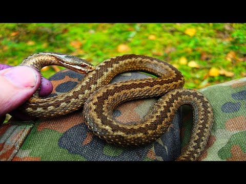 укусы гадюки фото онлайн