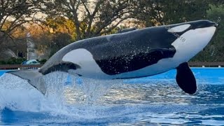 Orca Special Presentation - Jan 20, 2024 - SW Orlando by Tilikum16 1,437 views 1 month ago 8 minutes, 22 seconds