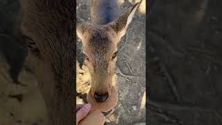 Feeding deer at Nara Deer Park in Japan