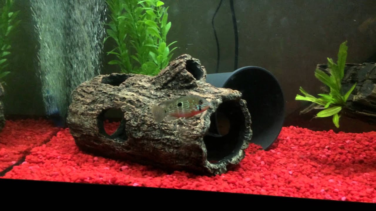 Huge gold severum and tank mates in 120 gallon tank. YouTube