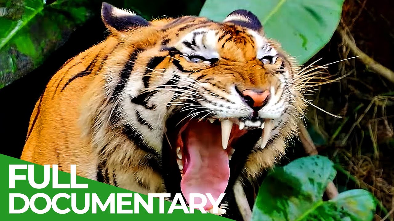 ⁣Wildlife - The Fascinating World of Wild Animals | Full Series | Free Documentary Nature