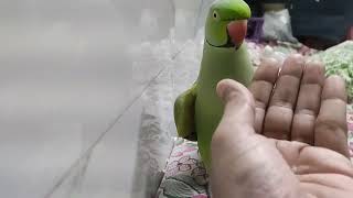 parrot mitthu 🦜🙏🏻🙏🏻