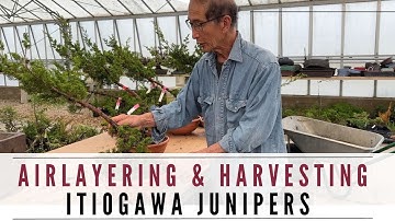 Airlayering & Harvesting Itiogawa Juniper