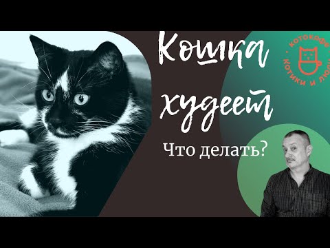 Кошка худеет. Плохо ест. Что делать?