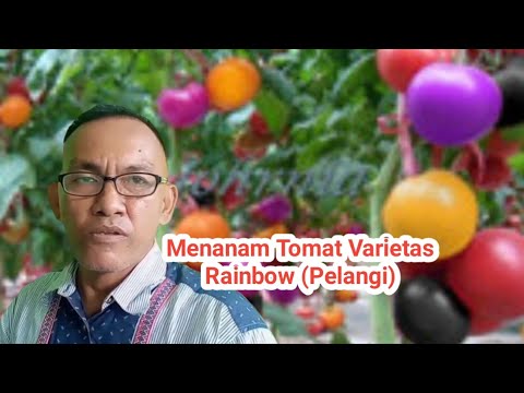 Video: Apakah tomat berwarna pelangi itu asli?