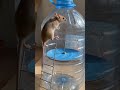Genius DIY Mouse Toy Using a Plastic Bottle!#mousetrap