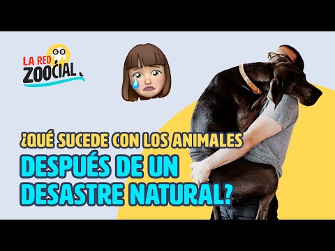 Vídeo: Cómo Ayudar A Los Animales Después De Un Desastre - Matador Network