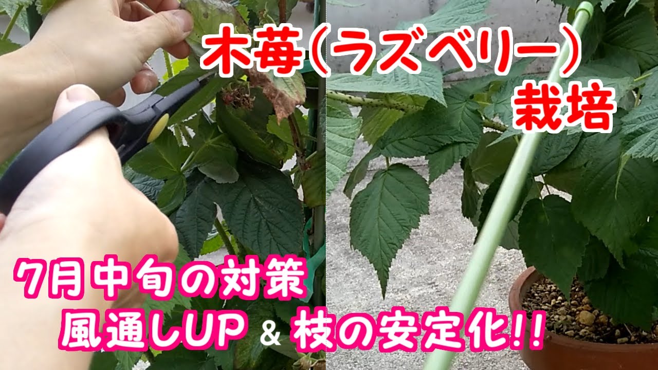 木苺 ラズベリー を栽培してみた 7月中旬 ジャングル化した枝のお手入れ Youtube