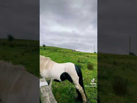 Peace in nature #nature #lancashire #travel #farmerslife #horse #animal