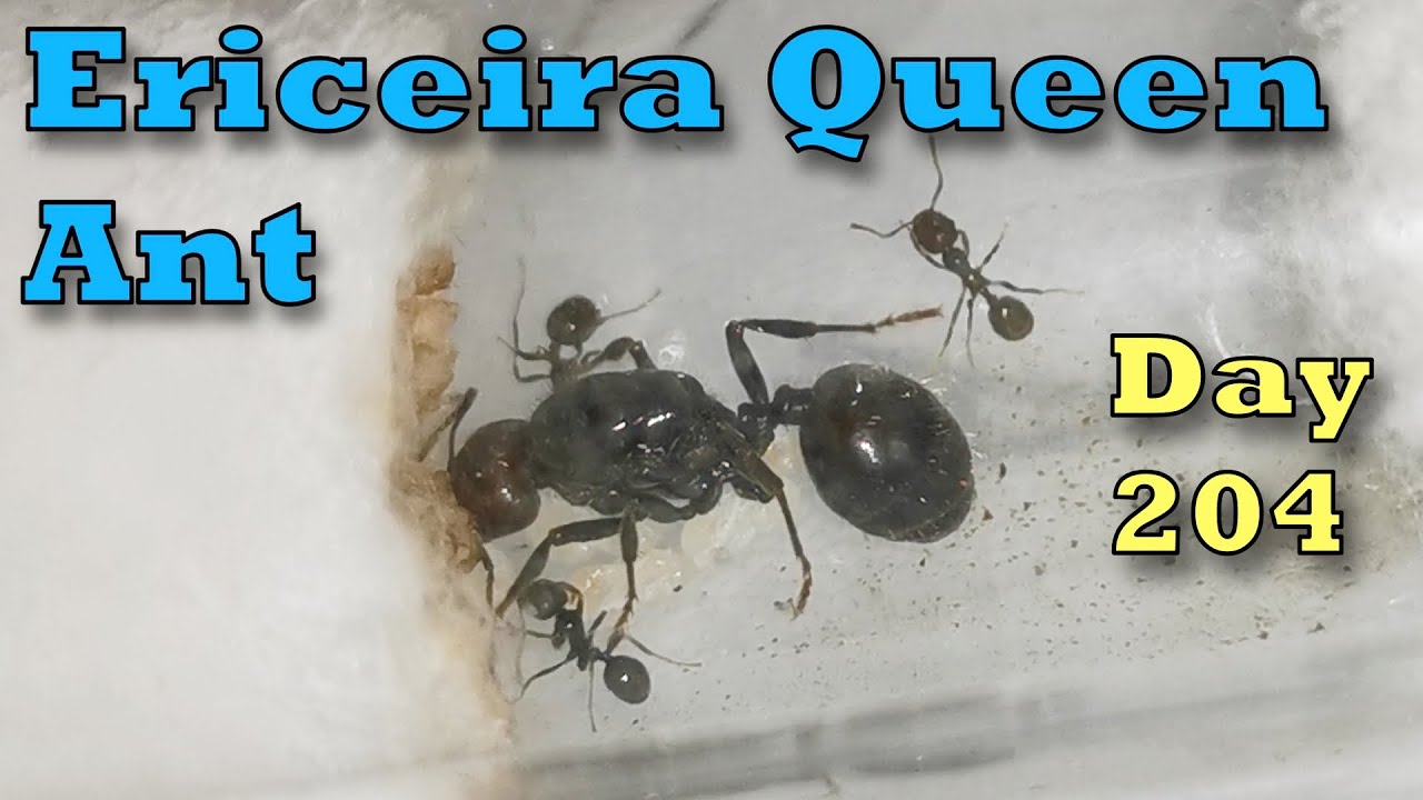 Three More Workers Coming - Day 0204 - Ericeira Queen Ant - Vlog da Rainha