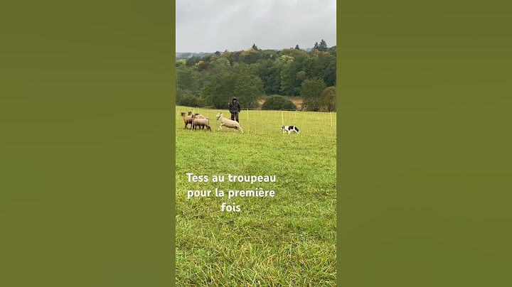 Mise en route au troupeau pour notre Tess de 13 mois avec Julien de chez Tandem-Animaux