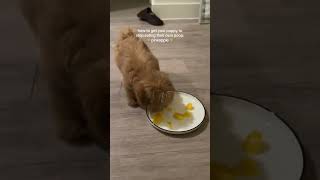 puppy training #dogtraining #dogcoach #puppytraining