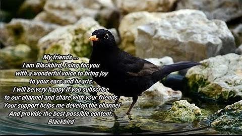 Blackbird sings, a beautiful & amazing voice, 1 hour