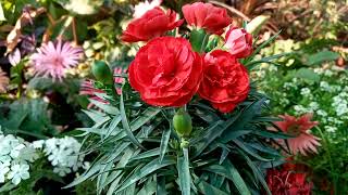 carnation flower / clove pink flower plant care and propogtions .