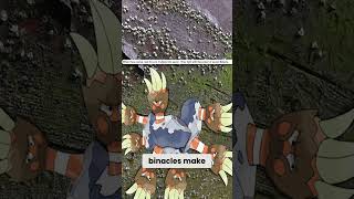 What Is Going On With Barbaracle?