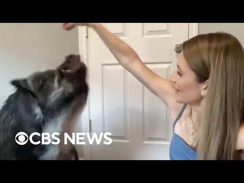 Instagram-famous "talking" pig joins CBS News after breaking Guinness World Record