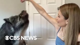 Instagram-Famous Talking Pig Joins Cbs News After Breaking Guinness World Record