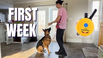 Ecollar Practice for Beginners