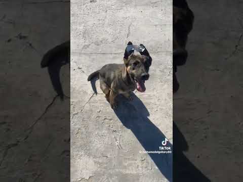 تدرب الكلب البلدي غرائب معلومات كلب كلاب تدريب تدريب كلاب محمد ابوطالب