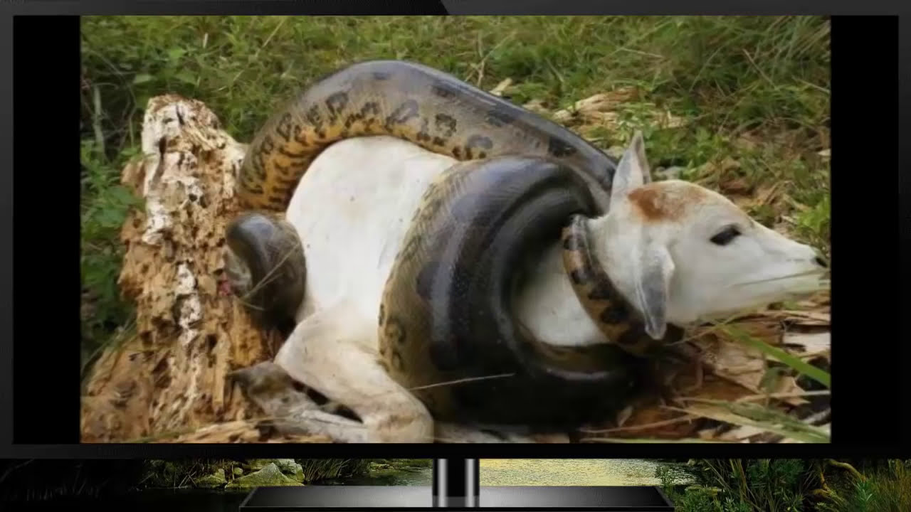 Змеи заглатывают добычу целиком. Питон Анаконда змея ест. Самая большая Анаконда 41м.