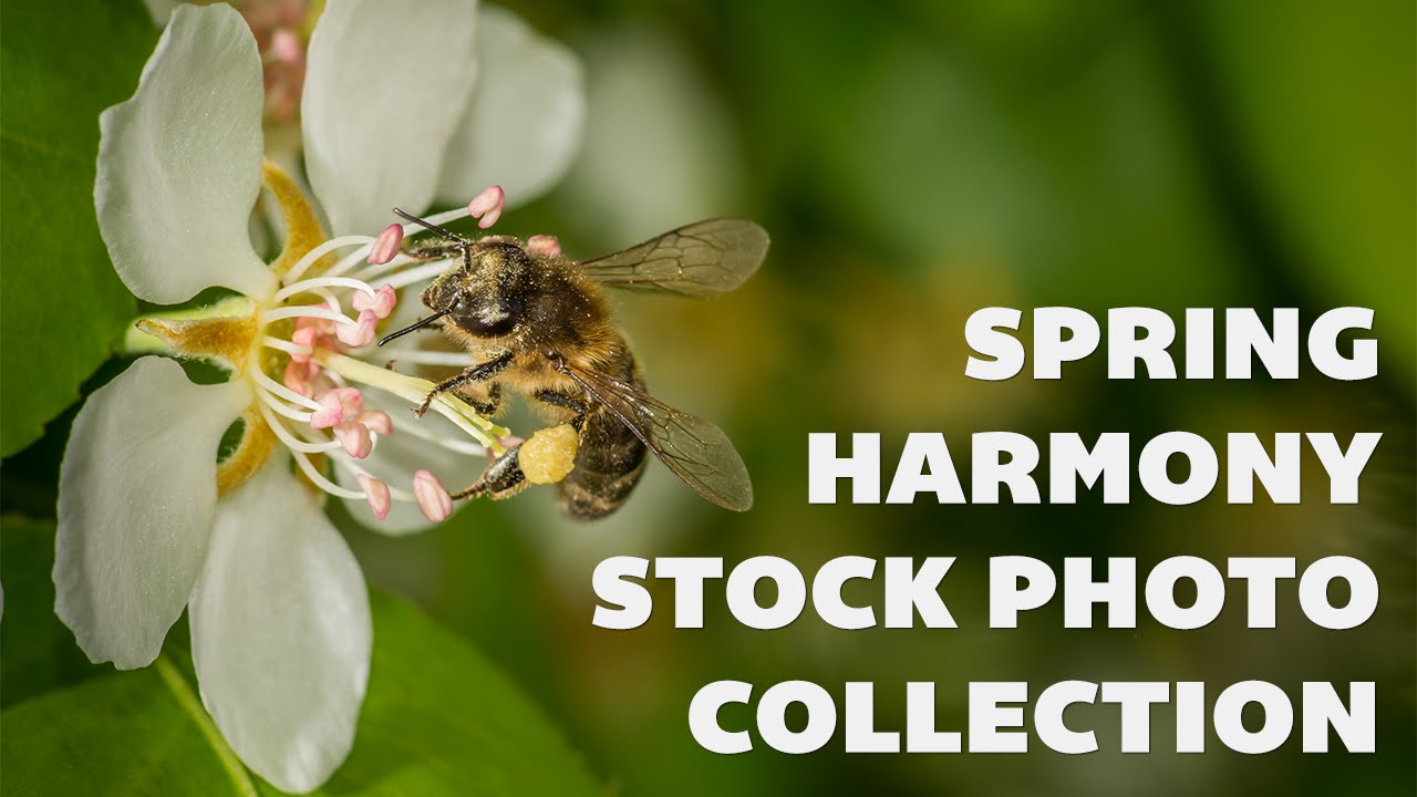 Spring Harmony Spring Harmony Photo Collection - YouTube