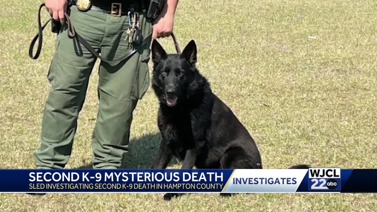 Hampton County sheriff staying quiet after K-9 death