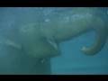 Elephant swimming - Elefanten baden im Zoo Leipzig