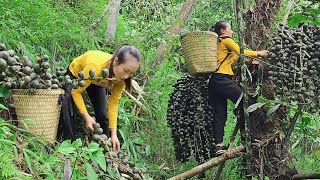 Forest Fruit Harvest for Selling at Local Markets and Expanding Our Fruit Tree Orchard