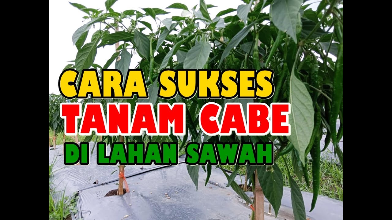 Cara Menanam Cabe Merah Berbuah Banyak di Bedengan Sawah - Part 1 