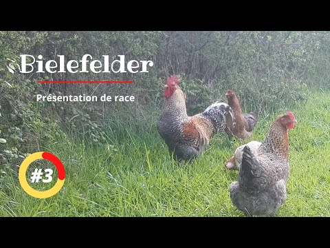 Vidéo: Les poulets bielefelder sont-ils amicaux ?