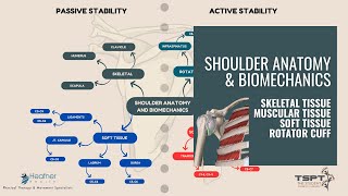 Shoulder Anatomy and Biomechanics