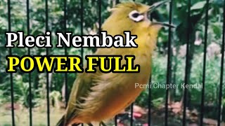 pleci nembak full power istimewa