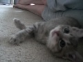 Gray the Kitten has an intelligent face