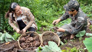 Plan to increase the number of family members. Harvesting taro.