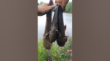 Câu cá ngát sông ở miền tây