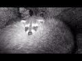 Raccoon family in the hollow log den