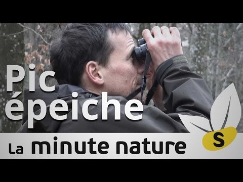 Vidéo: Le pic épeiche est un oiseau doué