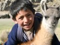 La complainte du lama the llama song