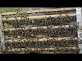 Primera Crianza de Abejas Reinas Temporada 2021 Video 00