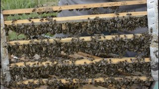 Primera Crianza de Abejas Reinas Temporada 2021 Video 00