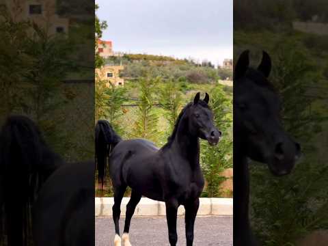 خيل حصان خيل عربيه اصيله خيل عربيه فرس فرسان Horse Cheval السعوديه مصر الجزائر العراق