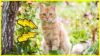 Katzen als Freigänger | Tipps & Tricks! ✅