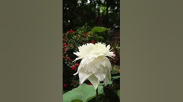 Thumbnail of White lotus 🤍 white peony