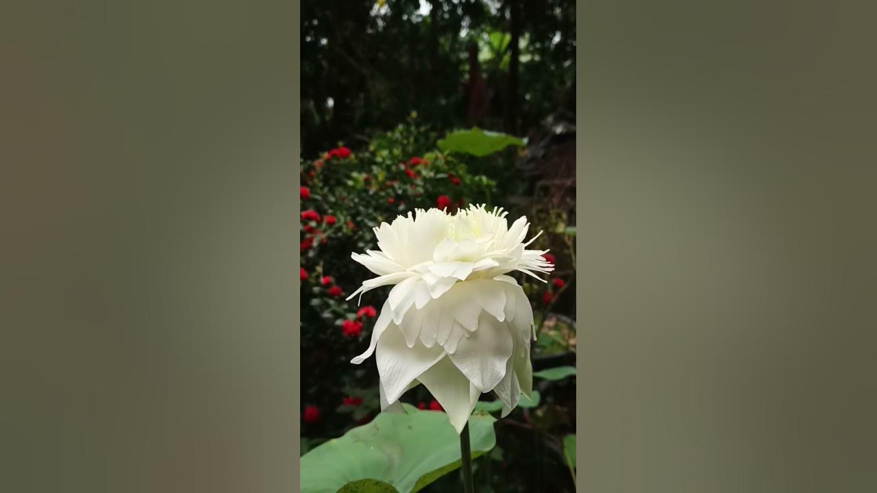 White lotus 🤍 white peony